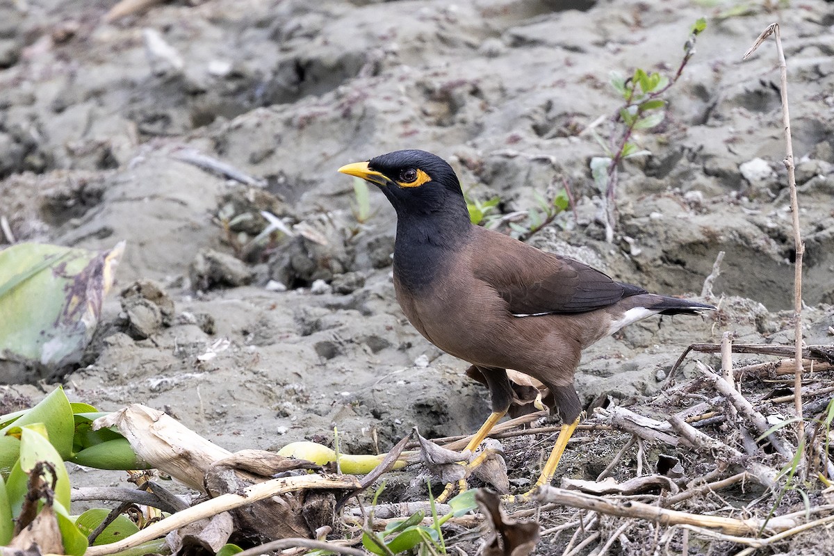 Майна індійська - ML646785788