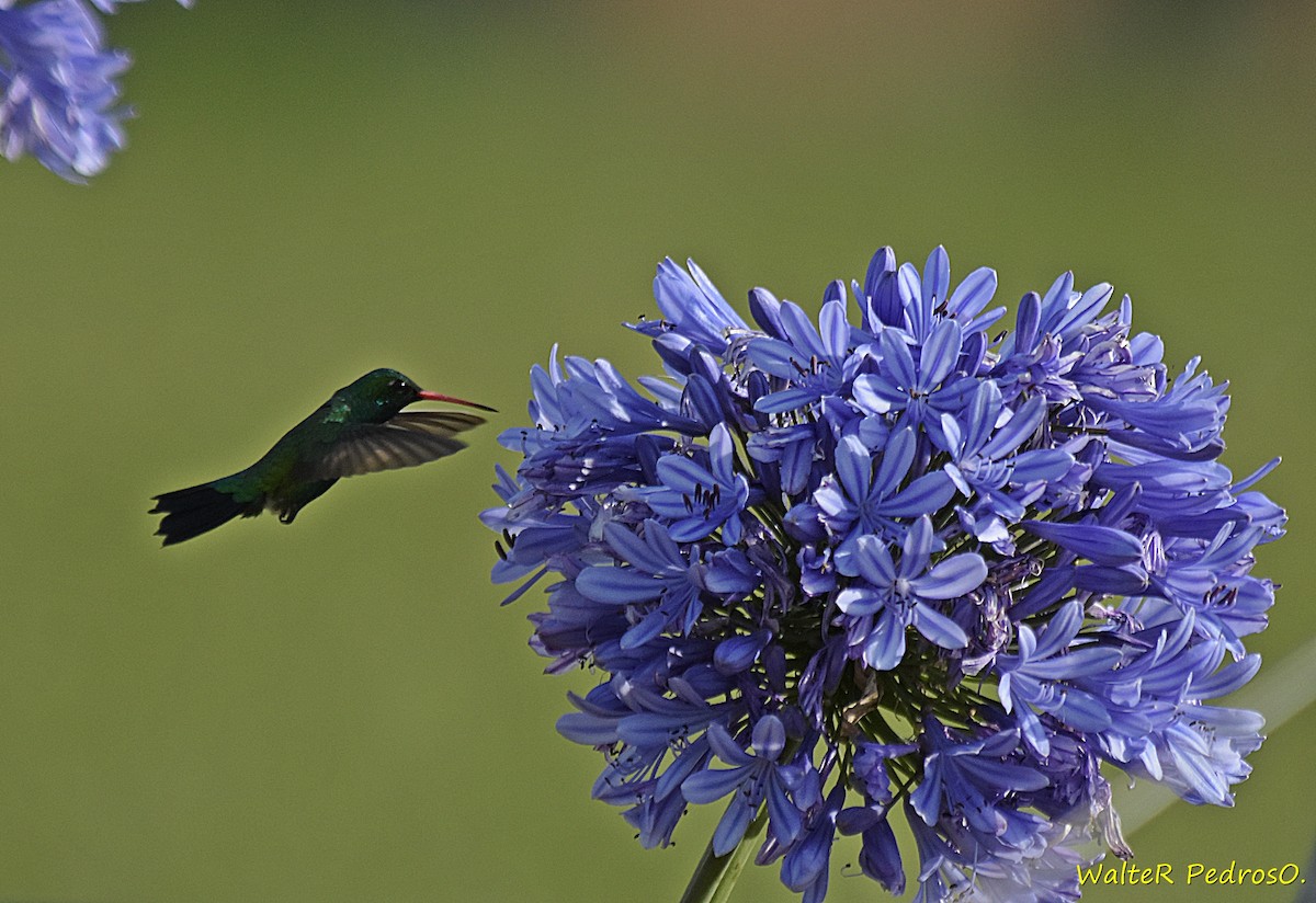 Émeraude splendide - ML646785789