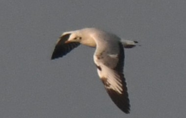 Gaviota Centroasiática - ML646785790