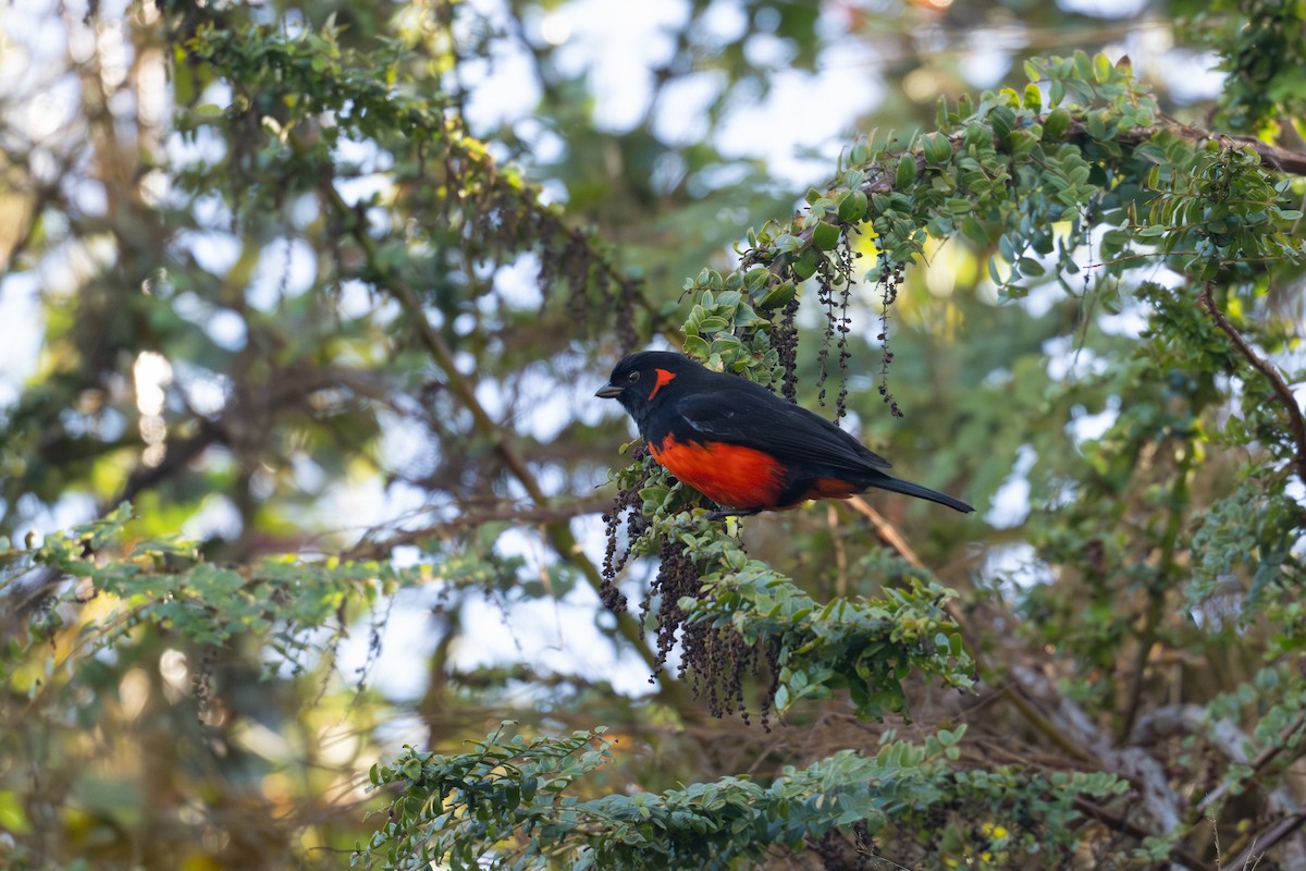 Scarlet-bellied Mountain Tanager - ML646785792