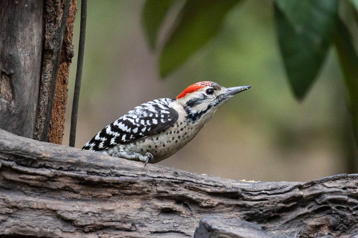 Ladder-backed Woodpecker - ML646785793