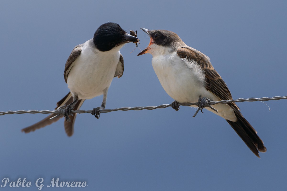 Fork-tailed Flycatcher - ML646785794