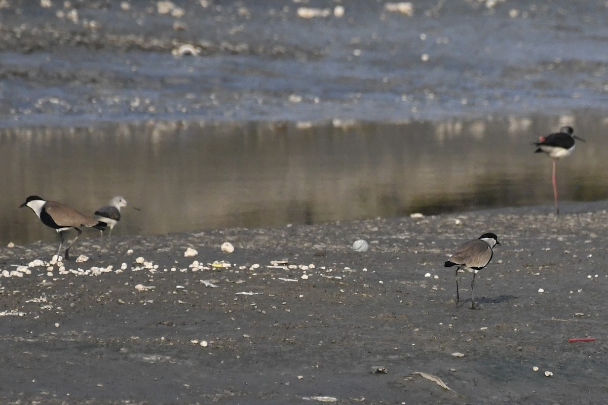 Spur-winged Lapwing - ML646785795