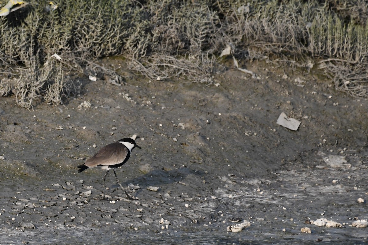 Spur-winged Lapwing - ML646785796