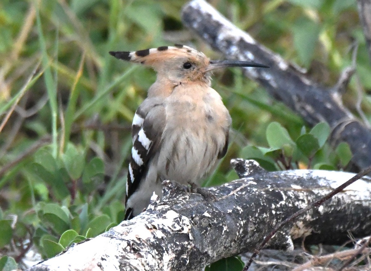 Common Hoopoe - ML646785797