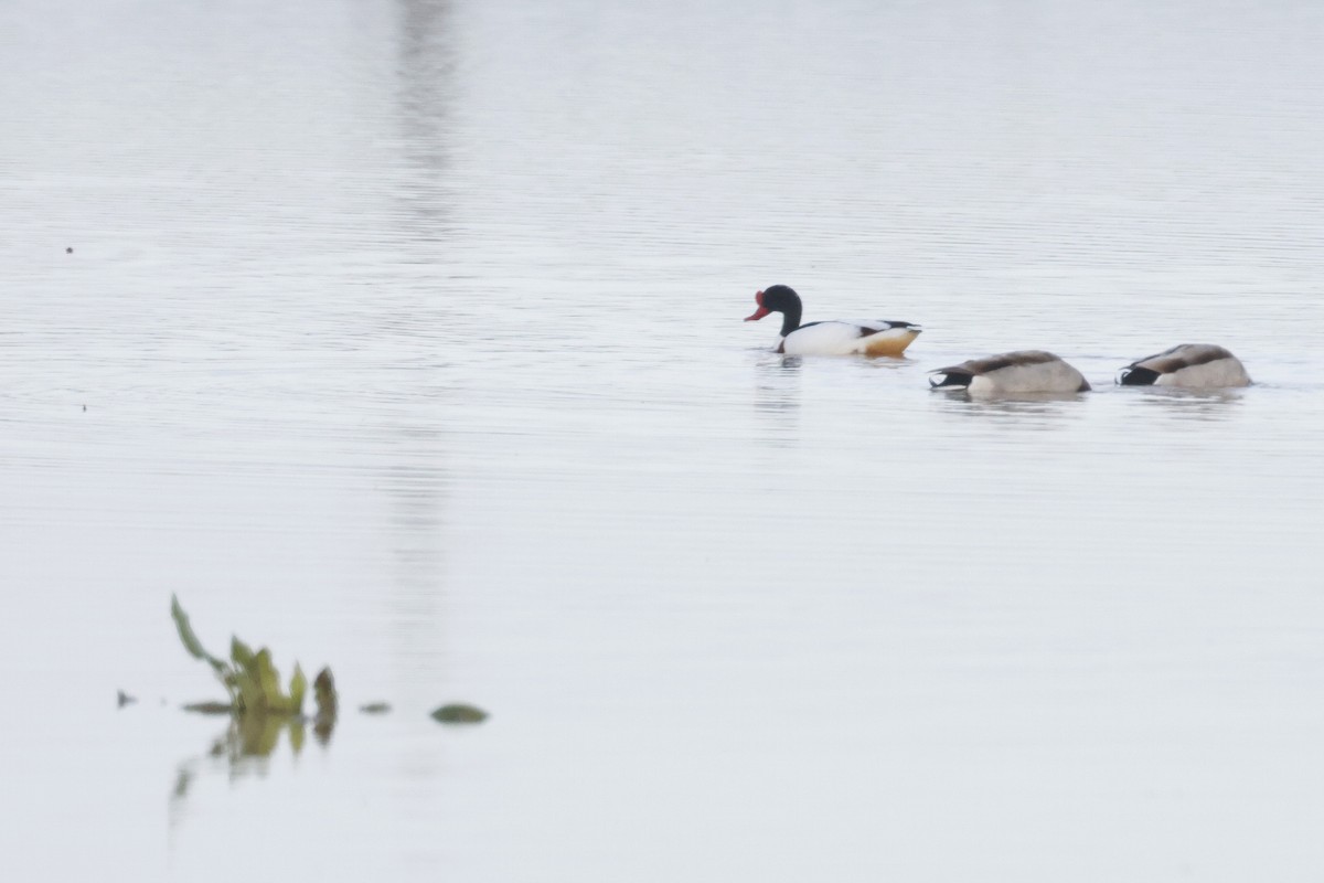Common Shelduck - ML646785798