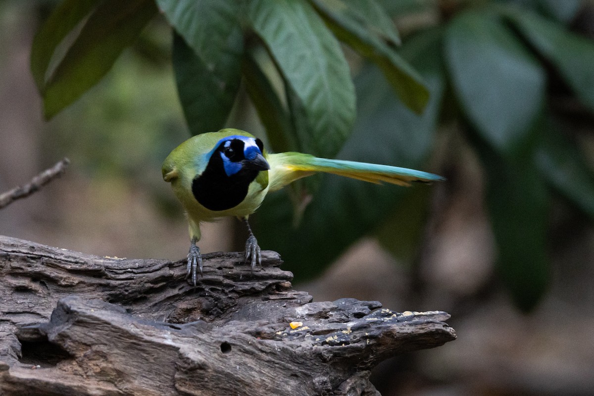 Green Jay - ML646785799