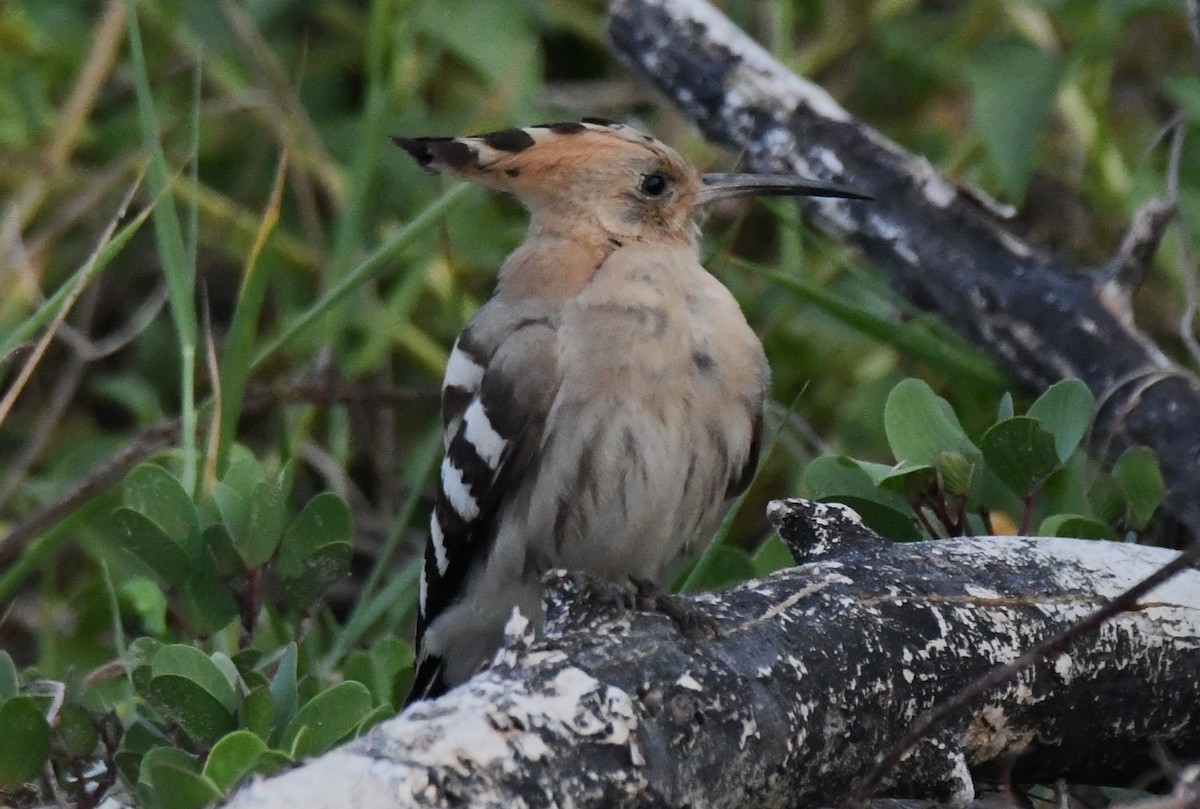 Common Hoopoe - ML646785800