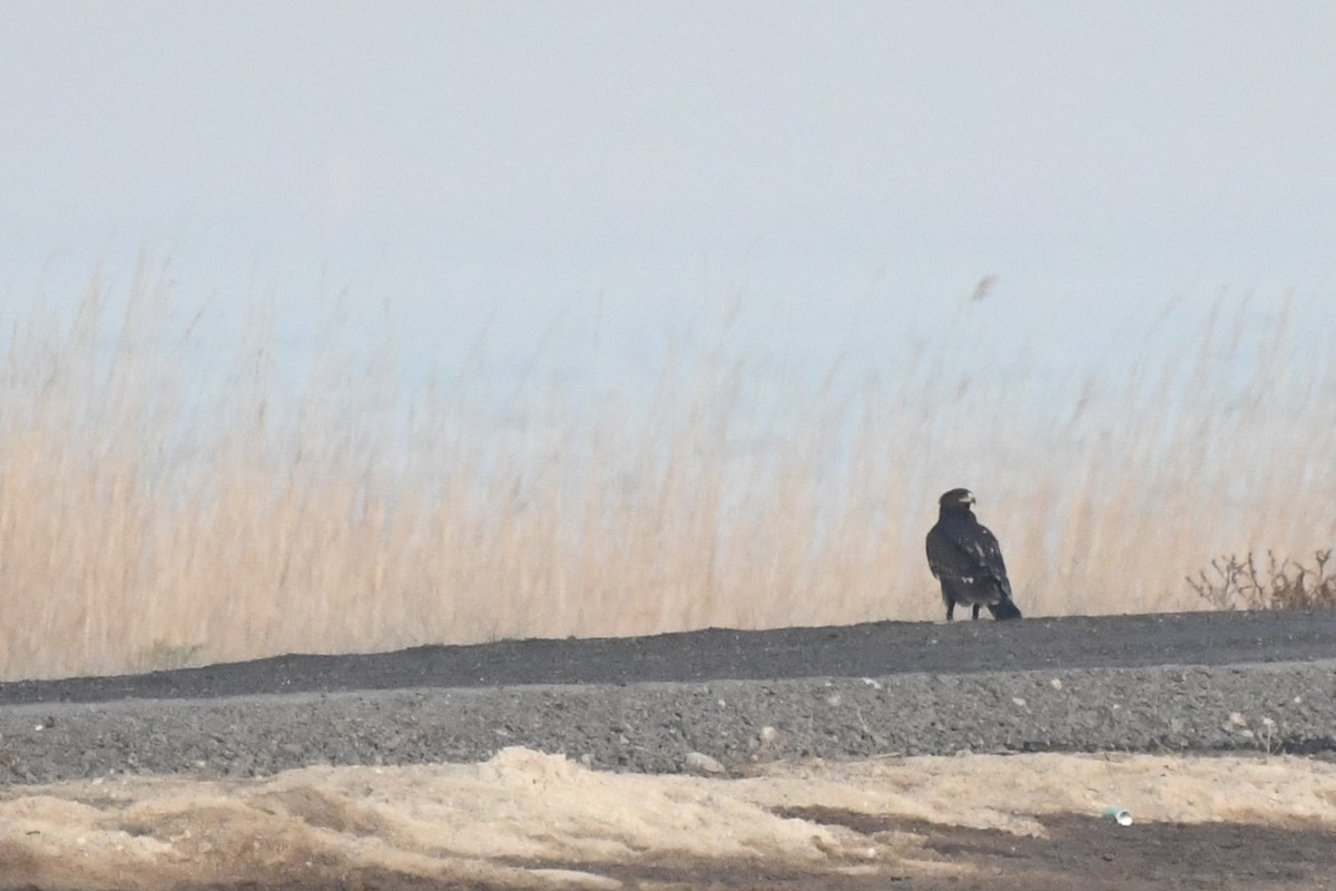 Greater Spotted Eagle - ML646785801