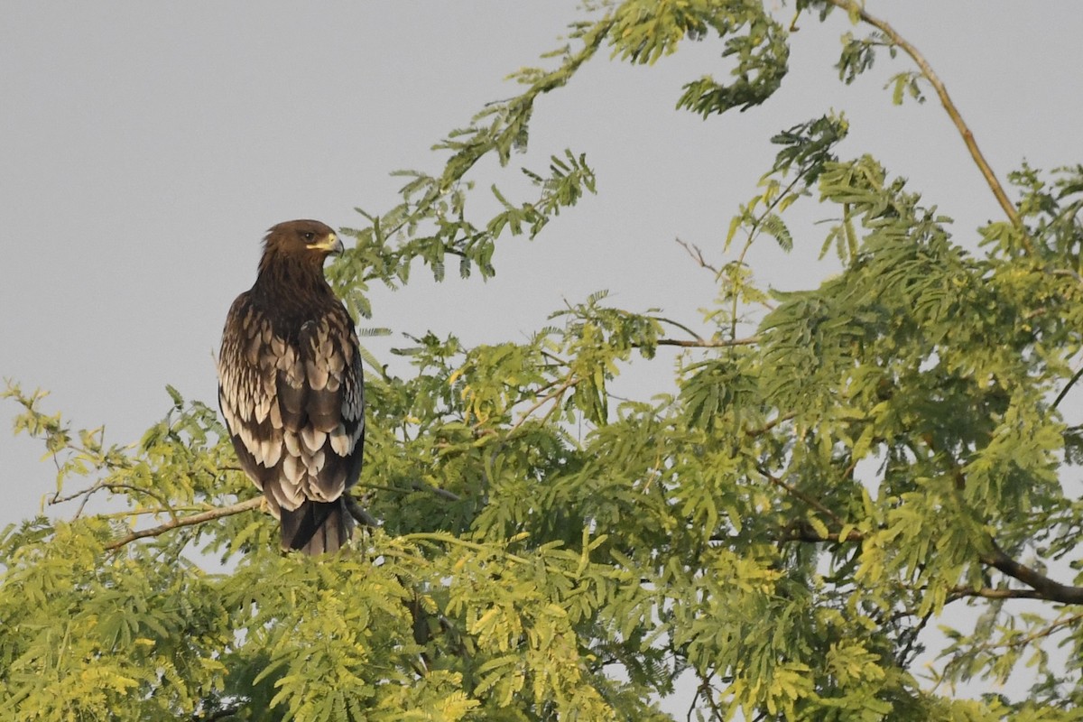 Greater Spotted Eagle - ML646785802