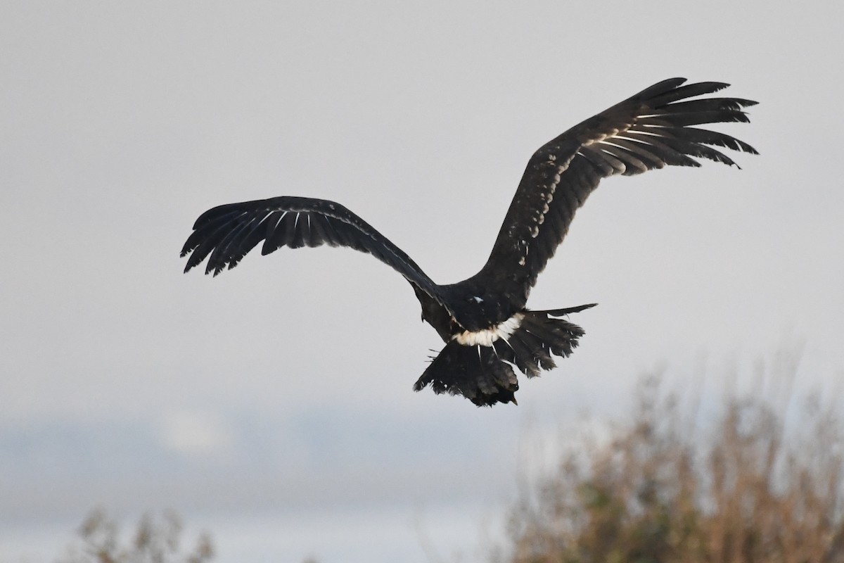 Greater Spotted Eagle - ML646785803