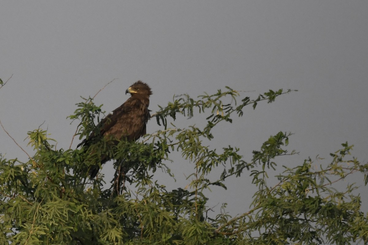 Greater Spotted Eagle - ML646785804