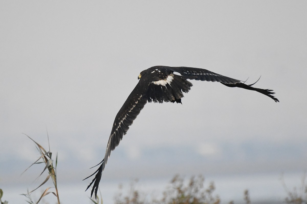 Greater Spotted Eagle - ML646785805
