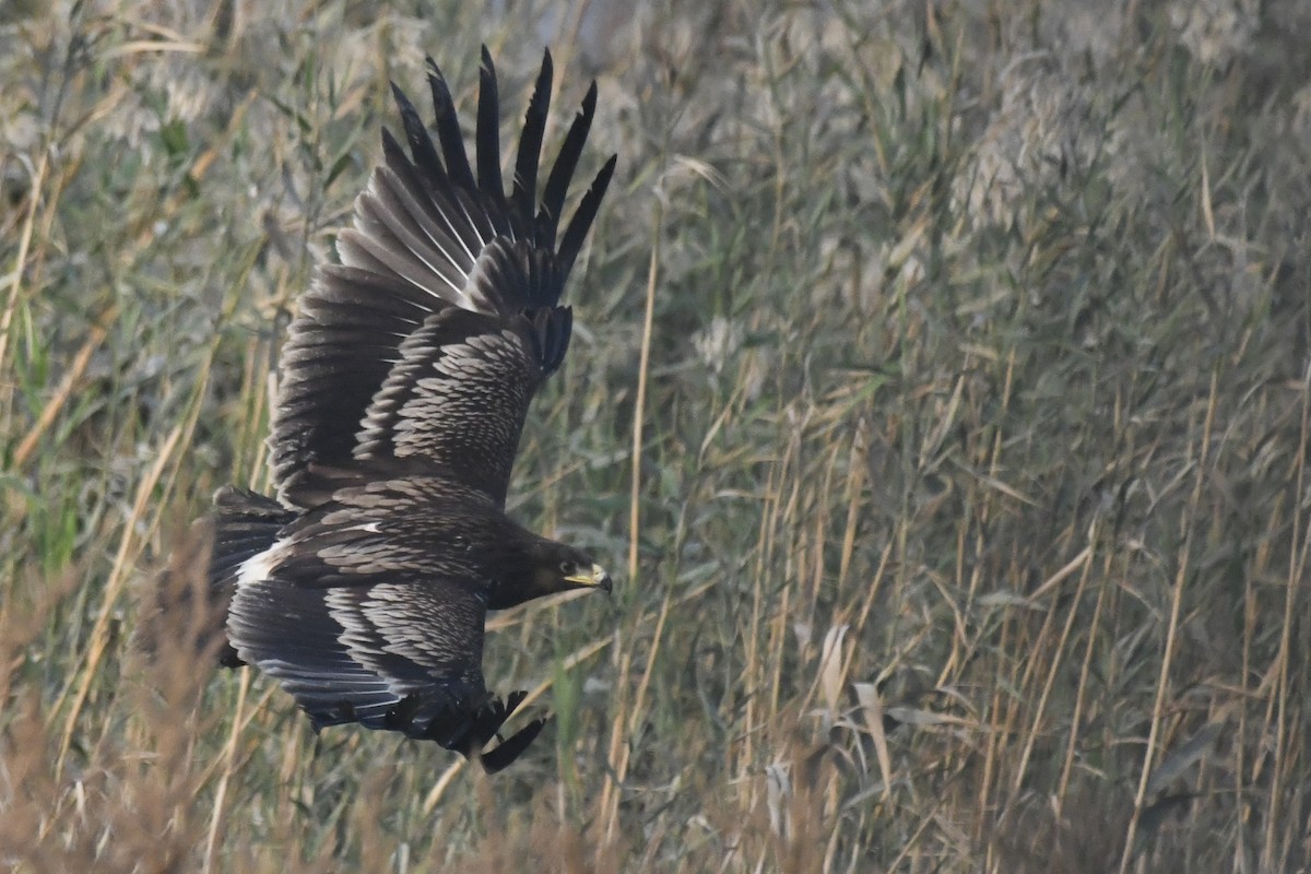 Greater Spotted Eagle - ML646785806