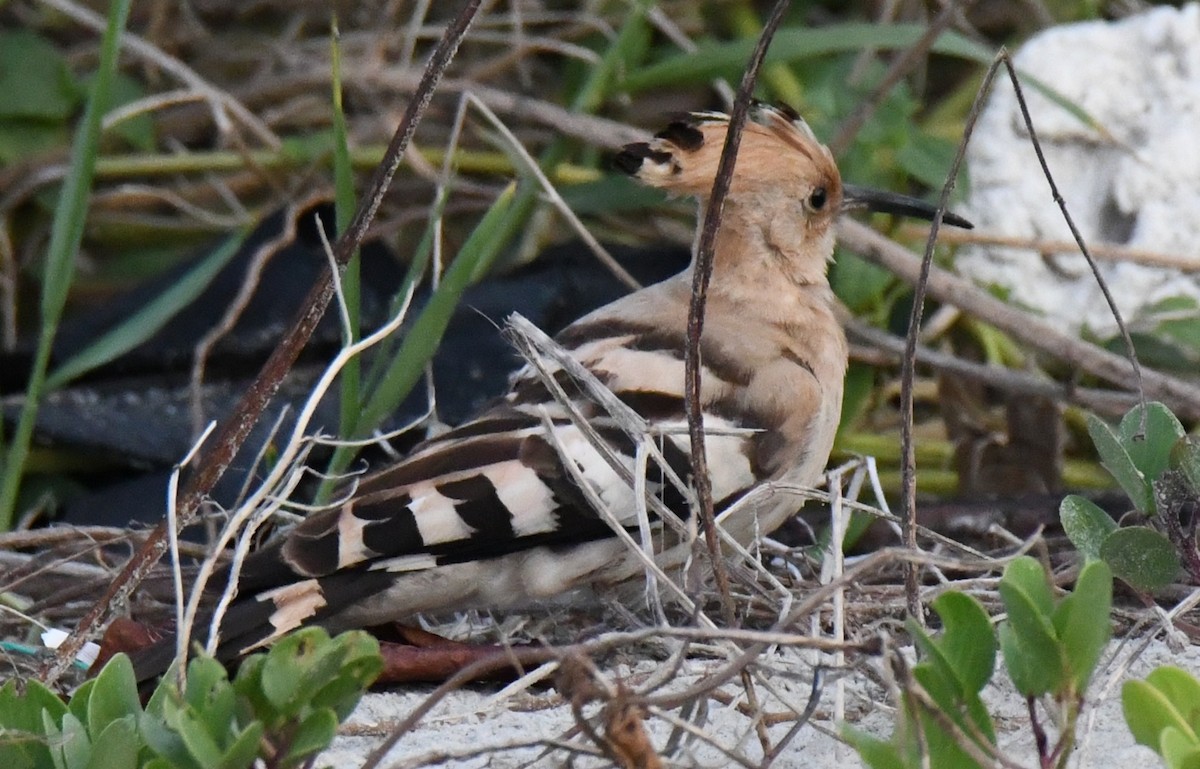 Common Hoopoe - ML646785807