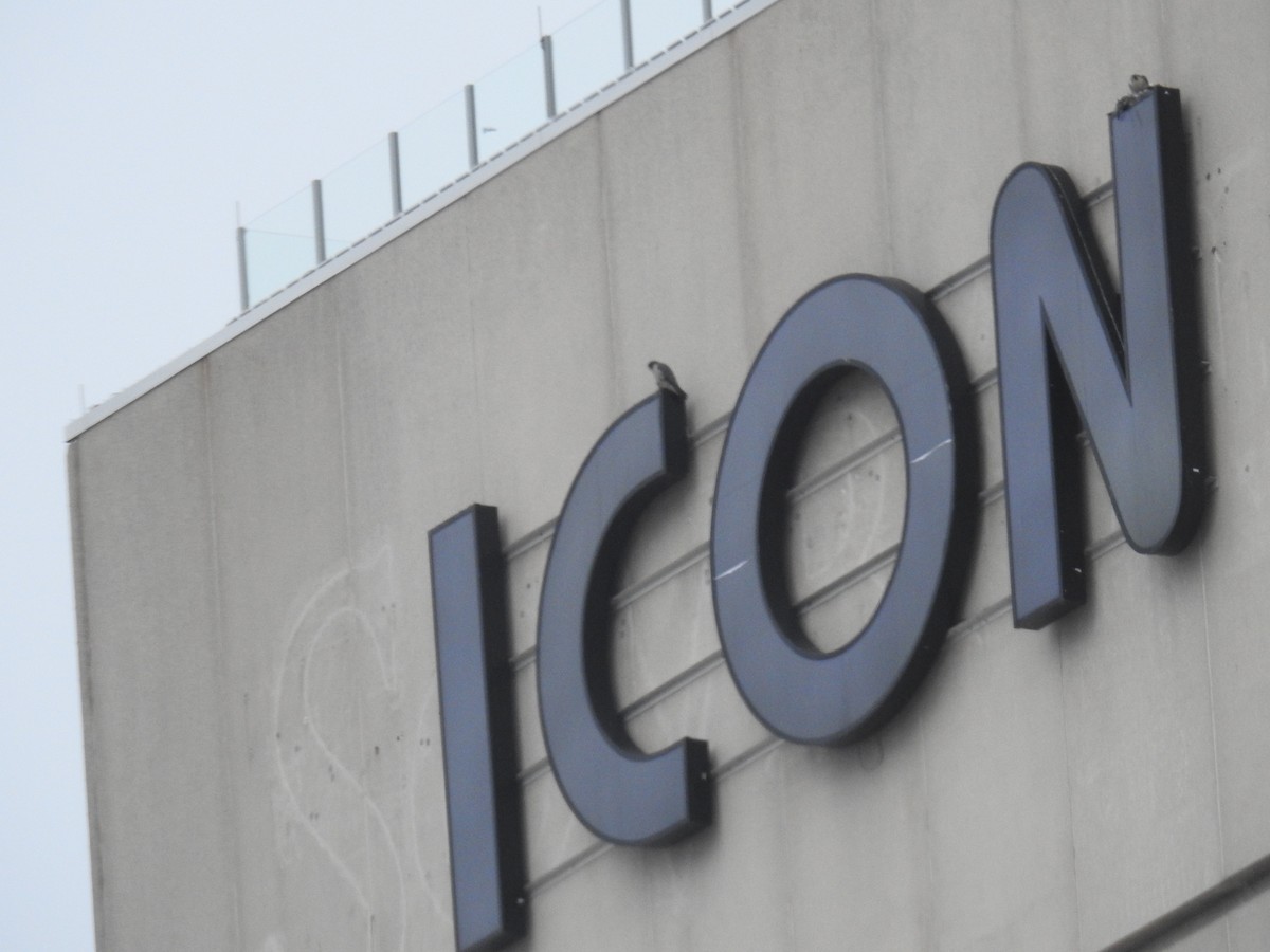 Peregrine Falcon - ML646785809