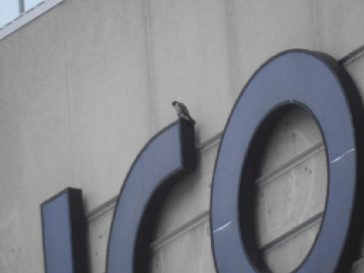 Peregrine Falcon - ML646785810