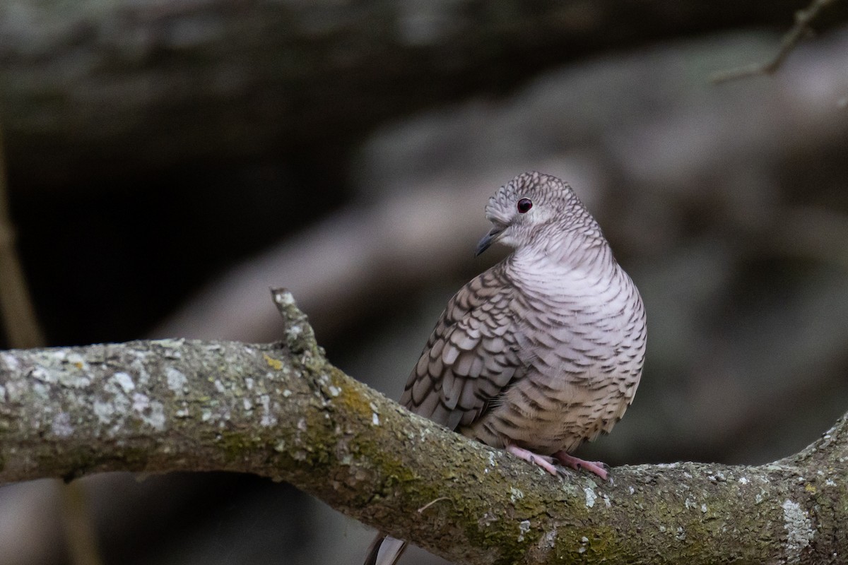 Inca Dove - ML646785811