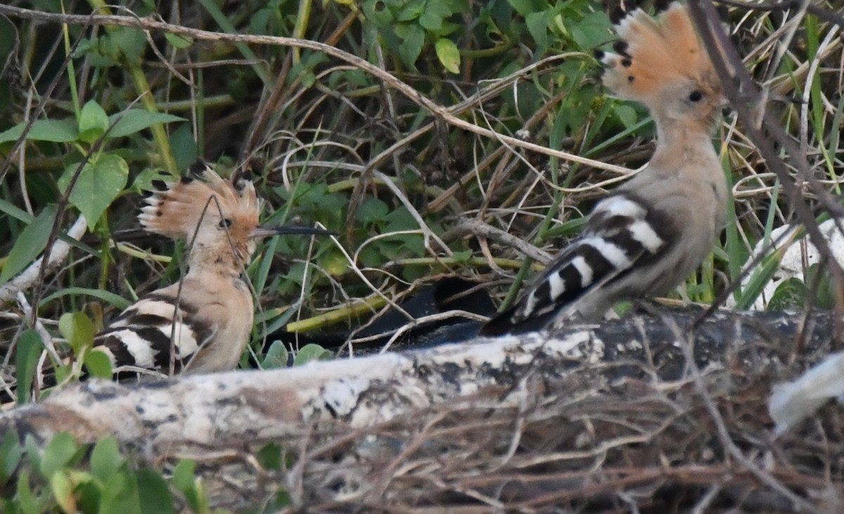 Common Hoopoe - ML646785812