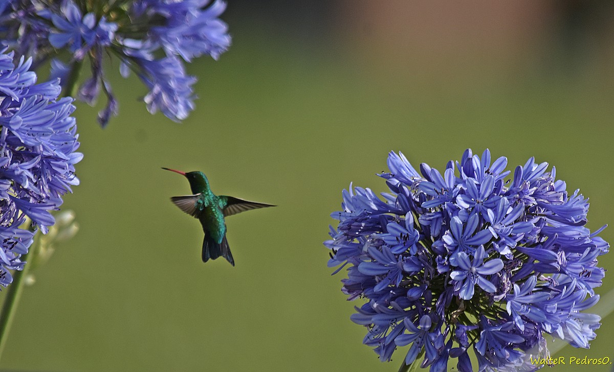 Glittering-bellied Emerald - ML646785813