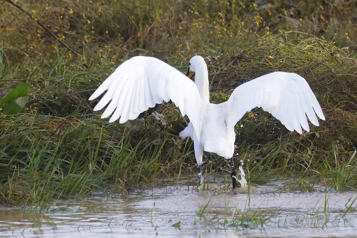Eurasian Spoonbill - ML646785814