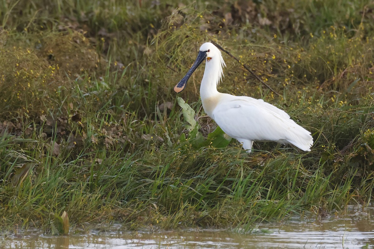 Eurasian Spoonbill - ML646785815