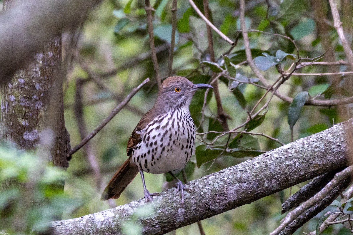 Long-billed Thrasher - ML646785816