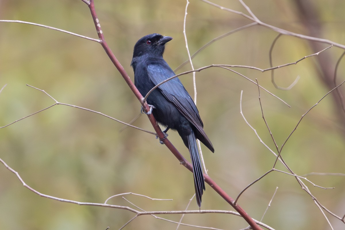 Fork-tailed Drongo - ML646785817