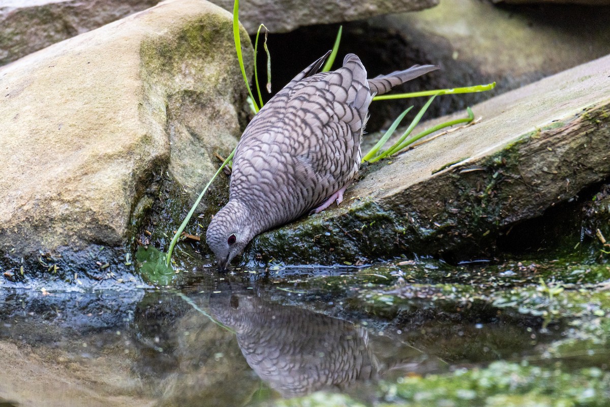 Inca Dove - ML646785819