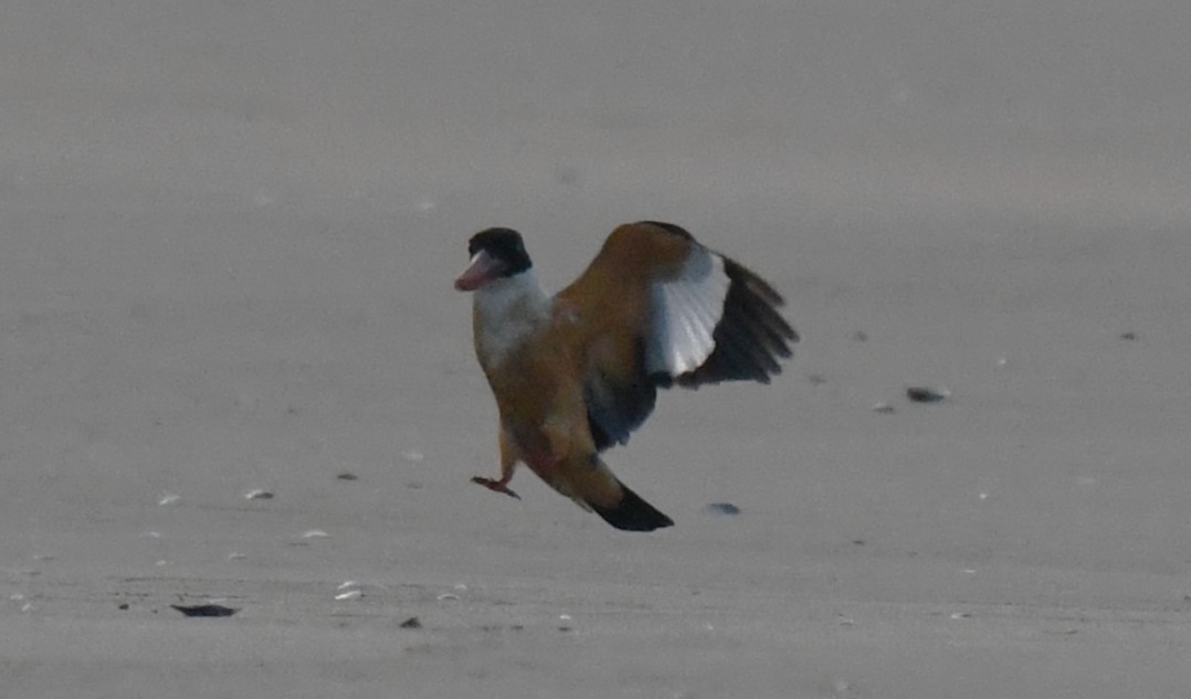 Black-capped Kingfisher - ML646785820