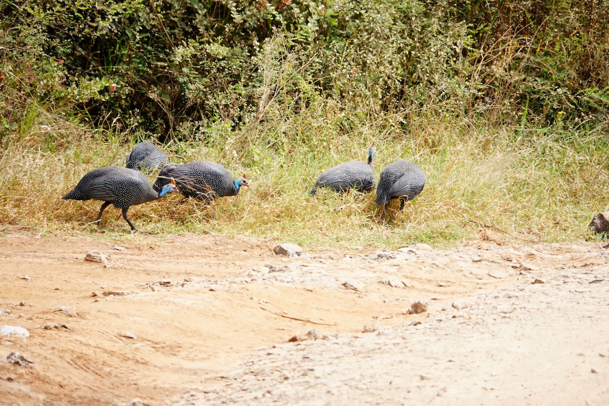 Helmeted Guineafowl - ML646785822