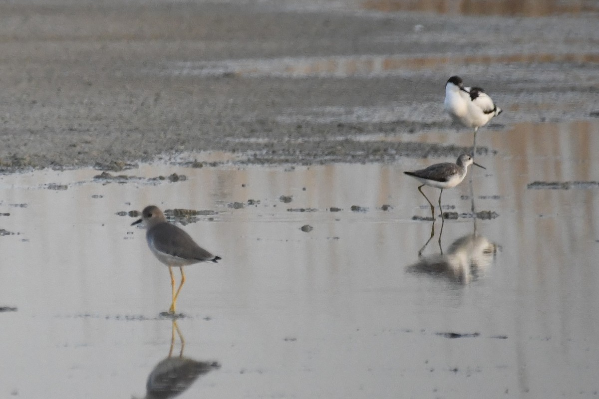 sumpvipe - ML646785824