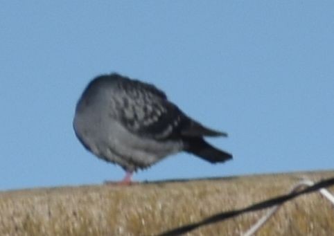 Haitz-usoa (etxekoa) - ML646785825