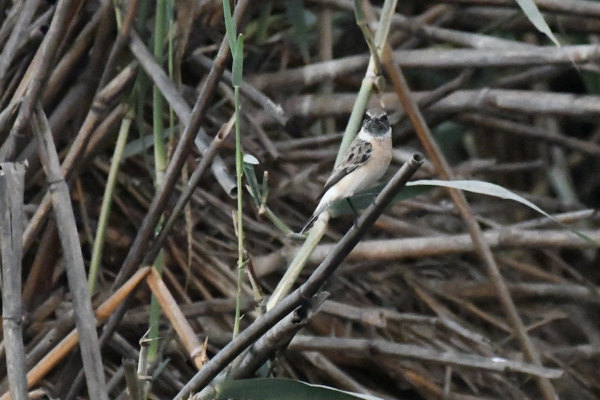 russesvartstrupe - ML646785826