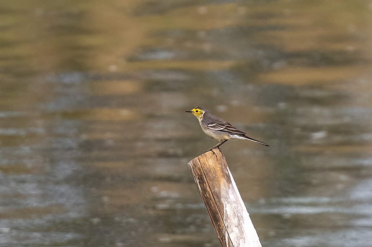 黃頭鶺鴒 - ML646785827