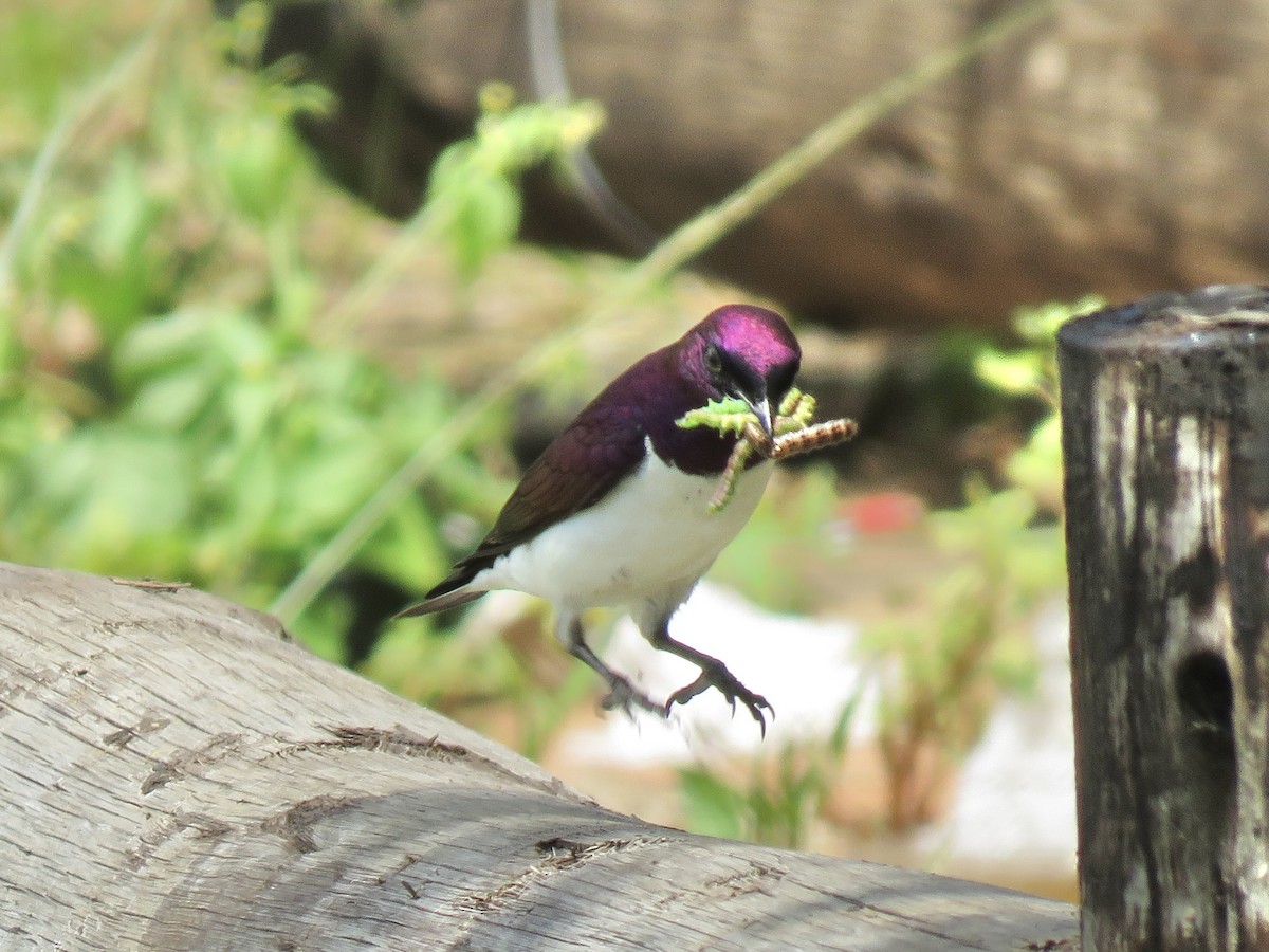 ametyststær - ML646785828