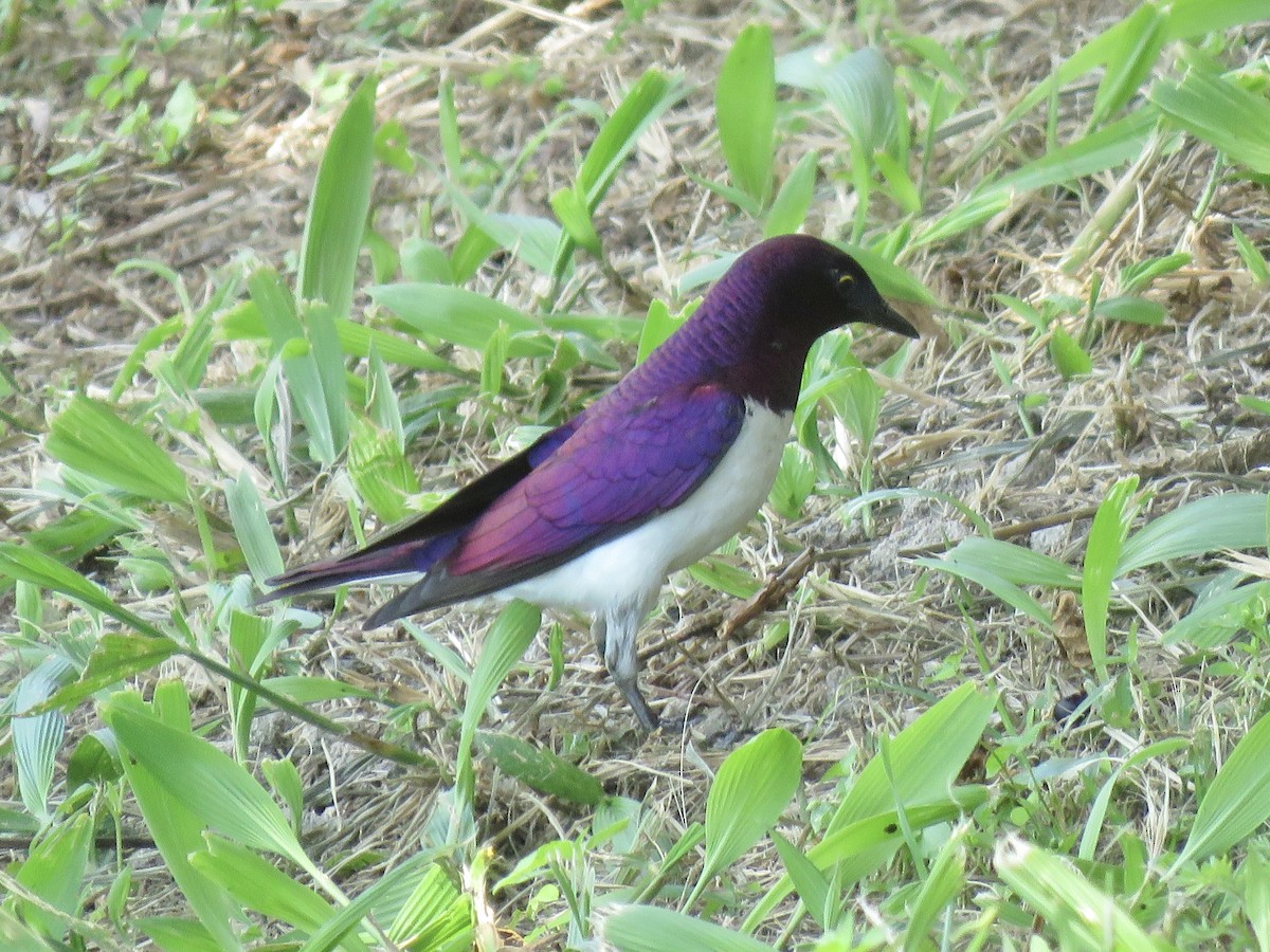 ametyststær - ML646785829