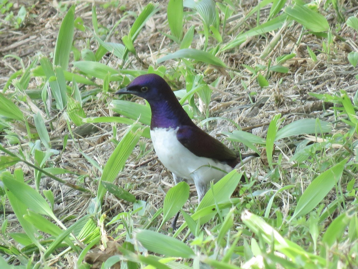 ametyststær - ML646785830