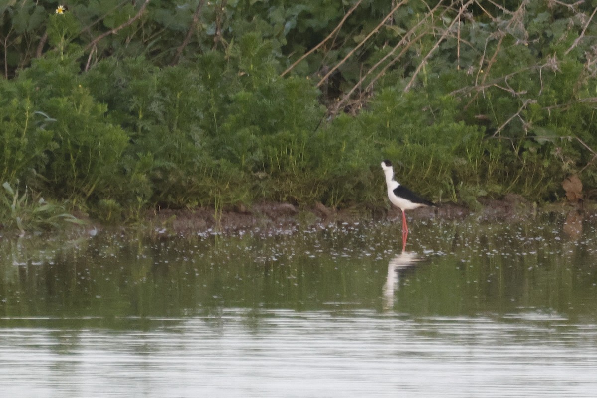 Échasse blanche - ML646785831