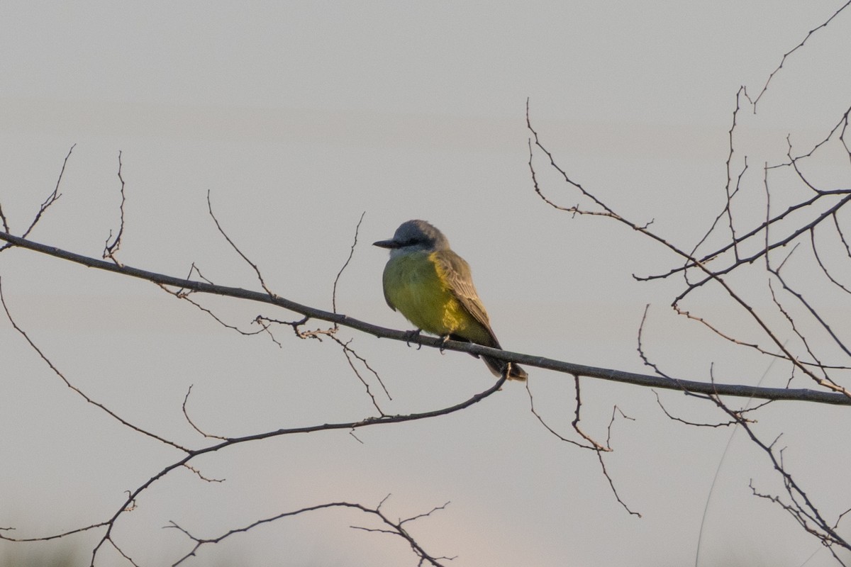 Тиран тропічний - ML646785832