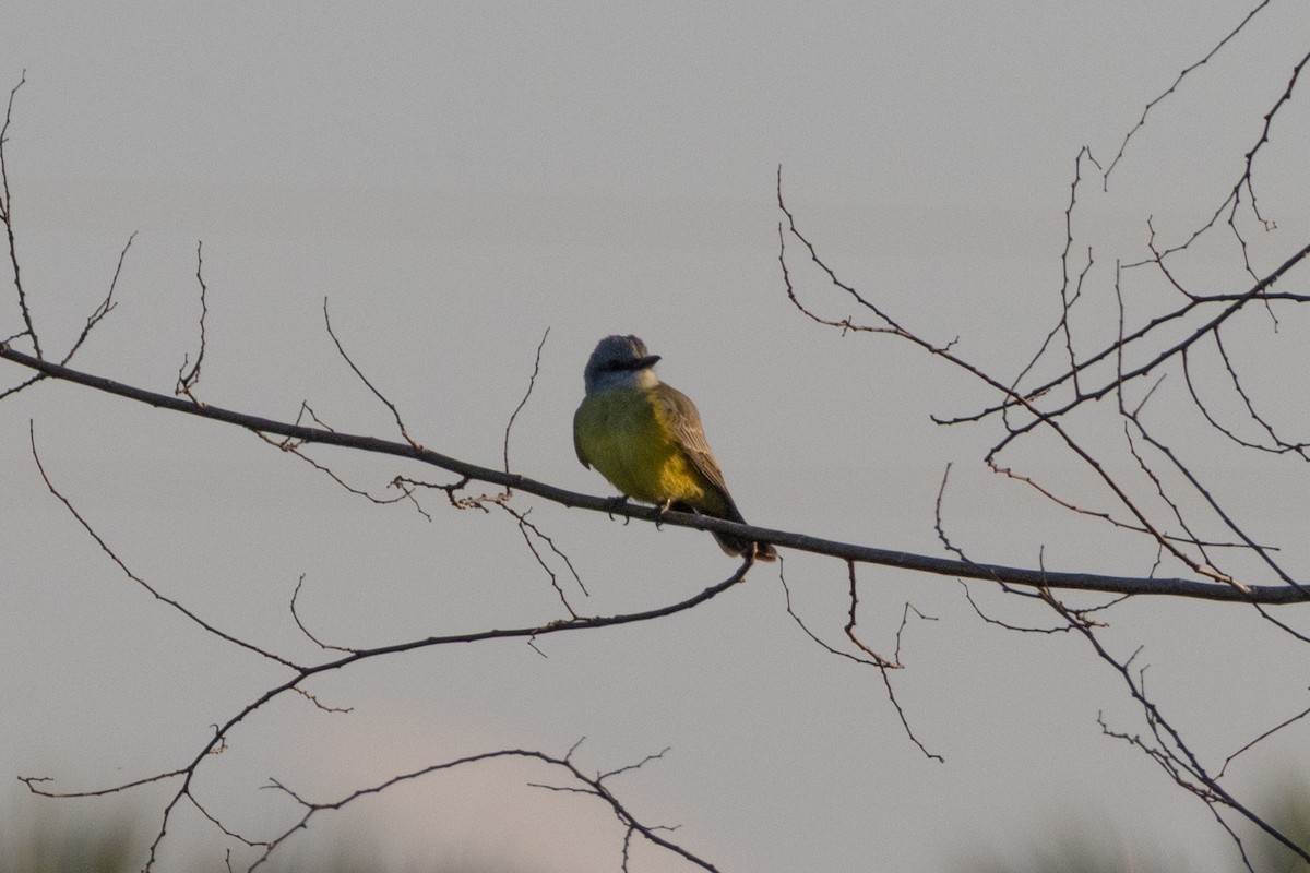 Тиран тропічний - ML646785833