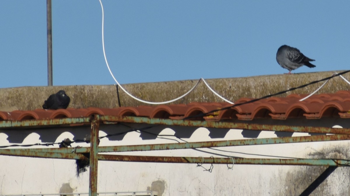 Haitz-usoa (etxekoa) - ML646785838