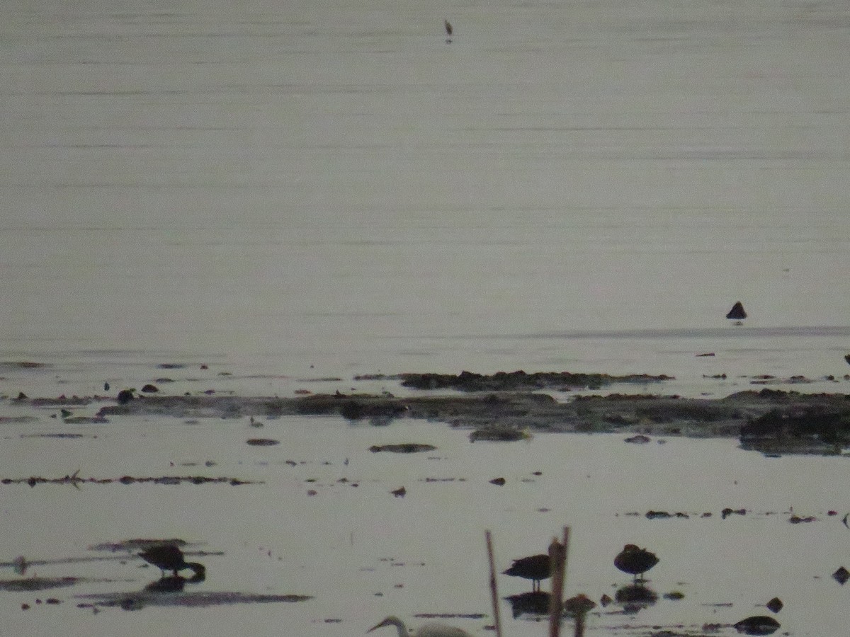 Sunda Teal - ML646785843