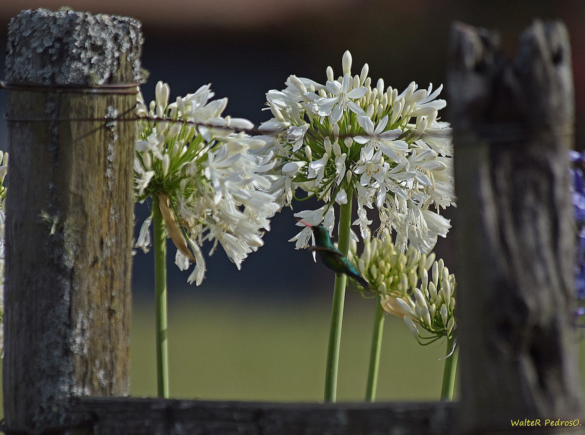 Émeraude splendide - ML646785847