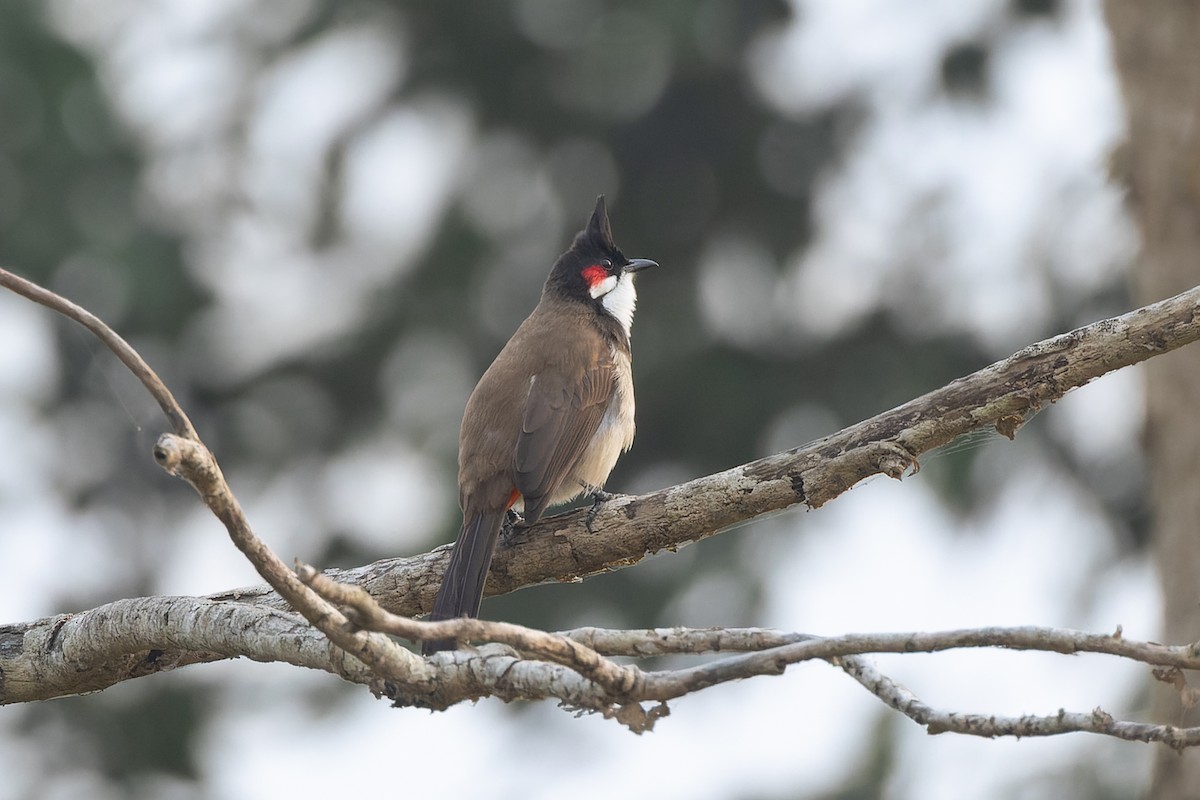 Red-whiskered Bulbul - ML646785848