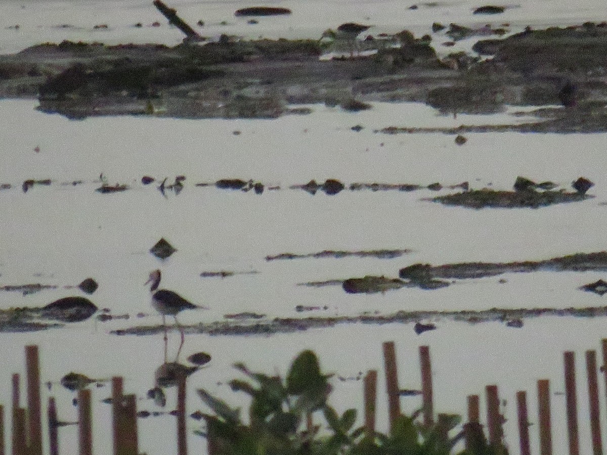 Pied Stilt - ML646785853