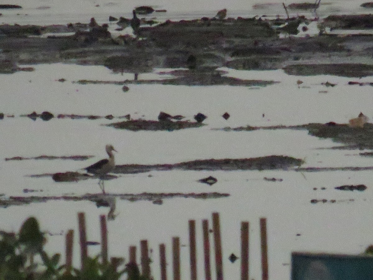 Pied Stilt - ML646785854