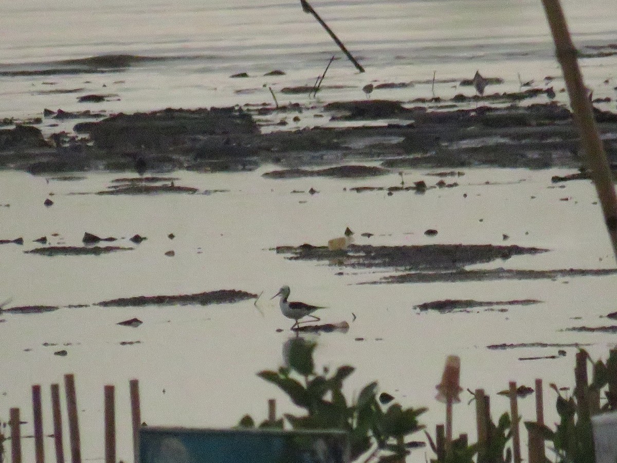 Pied Stilt - ML646785856