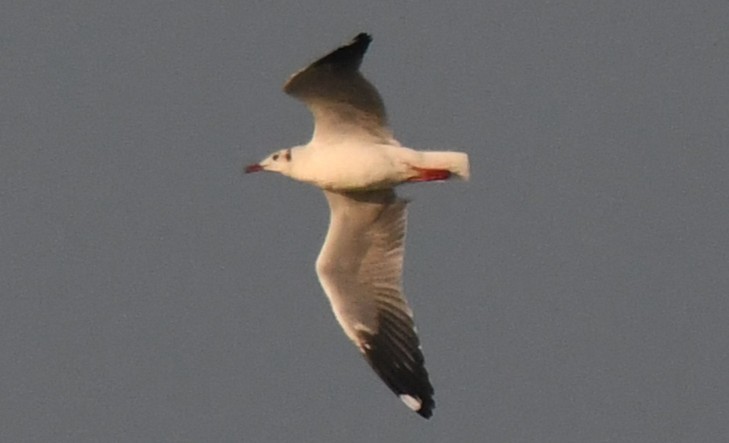 Gaviota Centroasiática - ML646785857