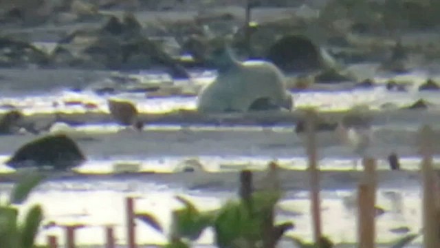 Pacific Golden-Plover - ML646785862